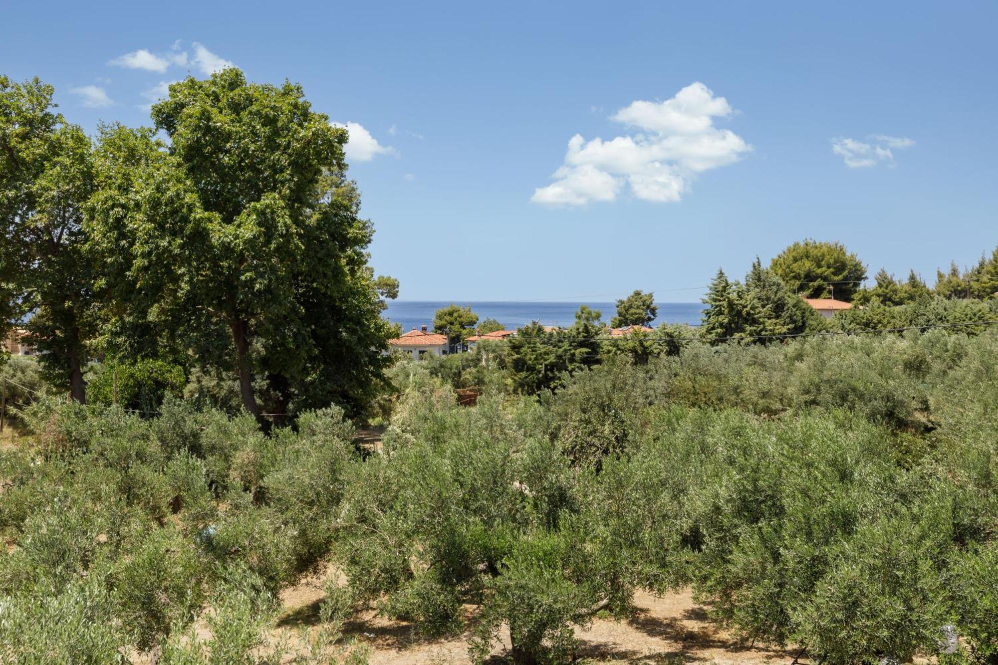 Olea Villas By Halu!, Cozy Villa In Nikiti Lagomandra Exterior photo